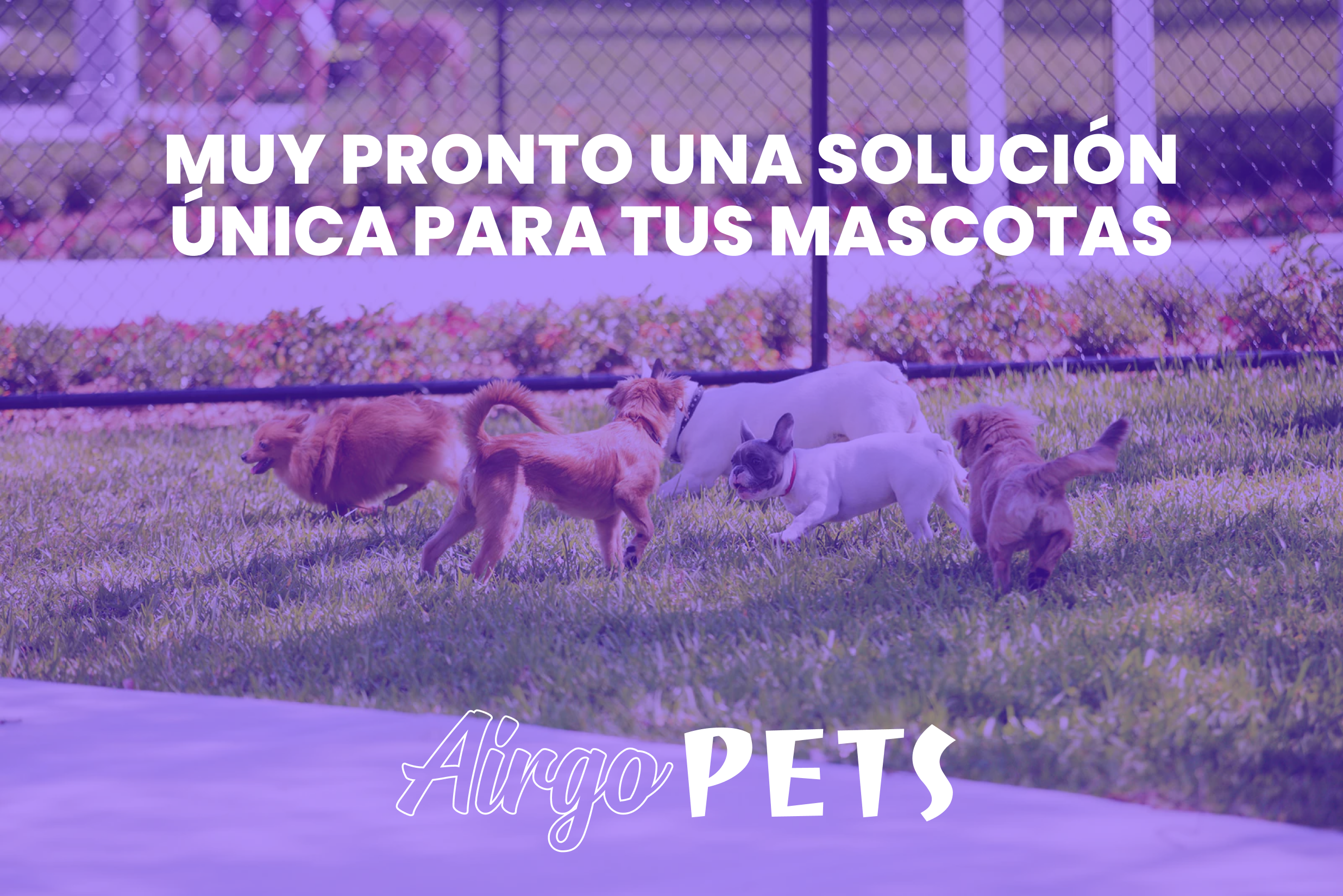 Airgo Pets